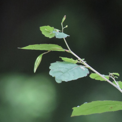 Impatiens capensis (spotted jewelweed) (alternate view 3)