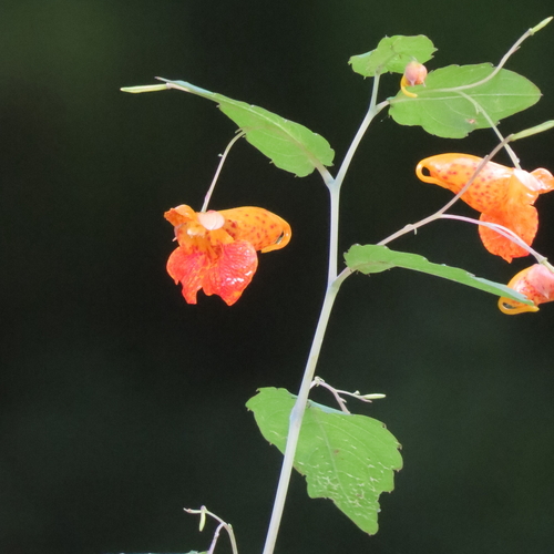 Impatiens capensis (spotted jewelweed) (alternate view 2)