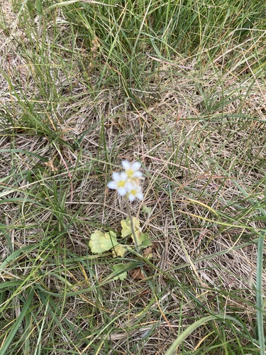 Saxifraga granulata (Meadow Saxifrage)