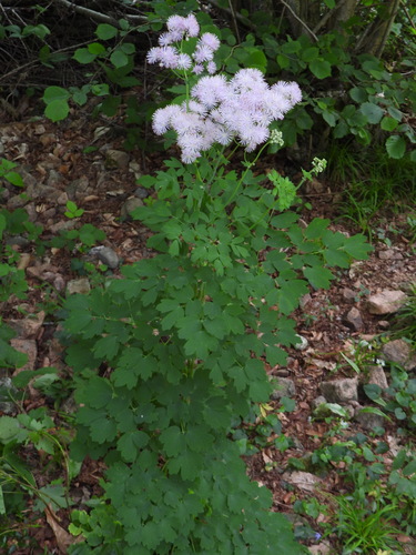 Thalictrum aquilegiifolium (Columbine Meadow Rue)