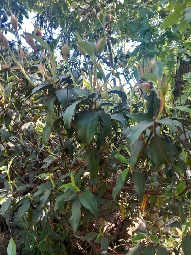 Cistus laurifolius (laurel-leaved cistus) (alternate view 4)