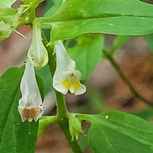 Melampyrum lineare (narrowleaf cow wheat) (alternate view 3)