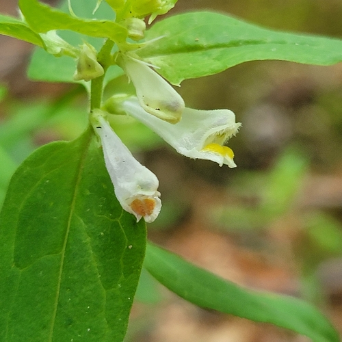 Melampyrum lineare (narrowleaf cow wheat) (alternate view 4)