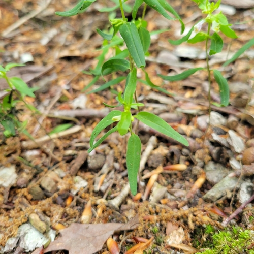 Melampyrum lineare (narrowleaf cow wheat) (alternate view 5)