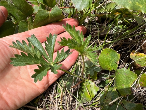 Potentilla (cinquefoils) (alternate view 4)