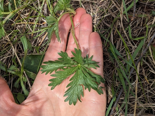 Potentilla (cinquefoils) (alternate view 5)