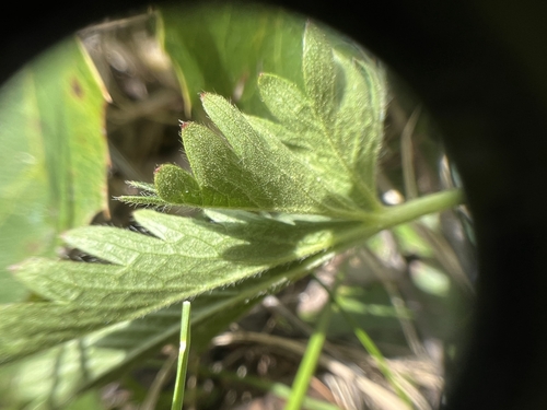 Potentilla (cinquefoils) (alternate view 7)