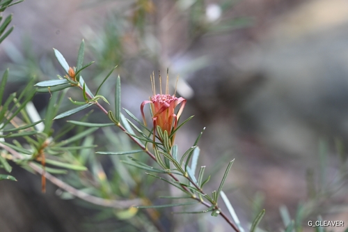 Lambertia formosa (Mountain Devil) (alternate view 9)