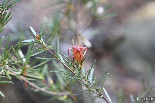 Lambertia formosa (Mountain Devil) (alternate view 10)