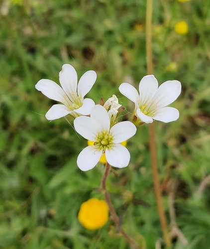 Saxifraga granulata (Meadow Saxifrage)