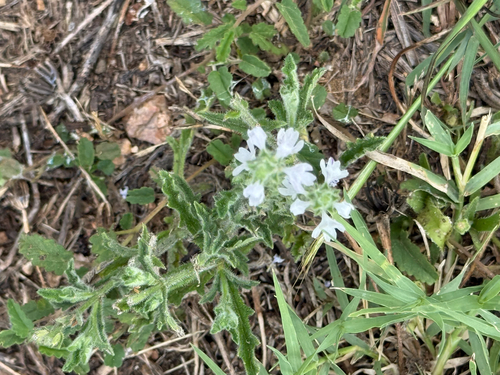 Verbena canescens (Woolly Vervain) (alternate view 5)