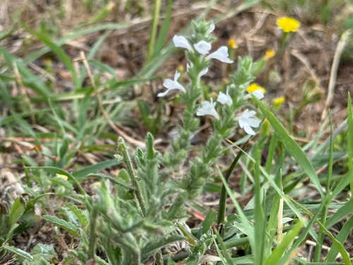 Verbena canescens (Woolly Vervain) (alternate view 4)
