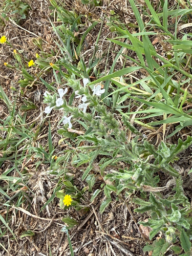 Verbena canescens (Woolly Vervain) (alternate view 3)