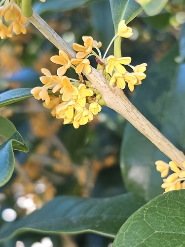 Osmanthus fragrans var. aurantiacus (Orange-Flowered Tea Olive)