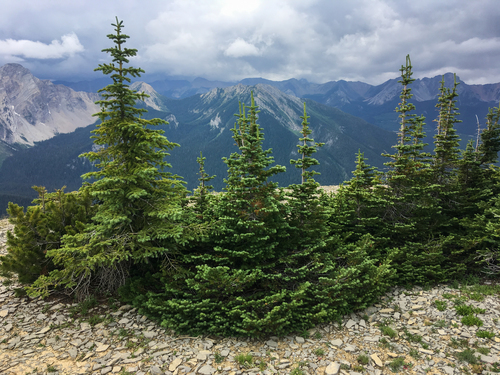 Abies lasiocarpa (alpine fir) (alternate view 2)