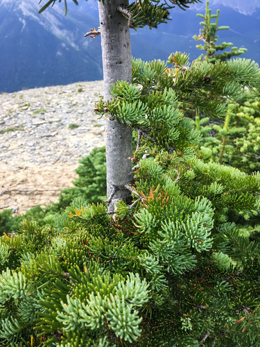 Abies lasiocarpa (alpine fir) (alternate view 3)