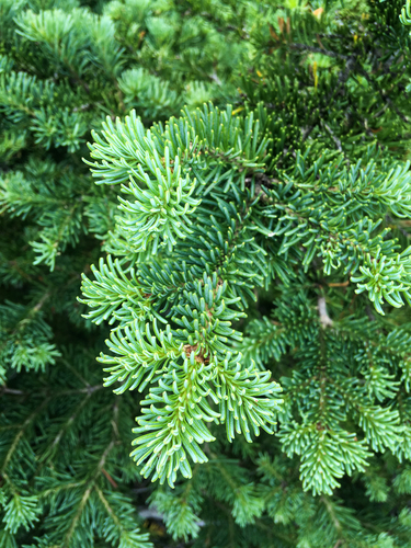 Abies lasiocarpa (alpine fir) (alternate view 4)