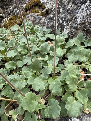 Heuchera cylindrica (Round-Leaf Alumroot) (alternate view 3)