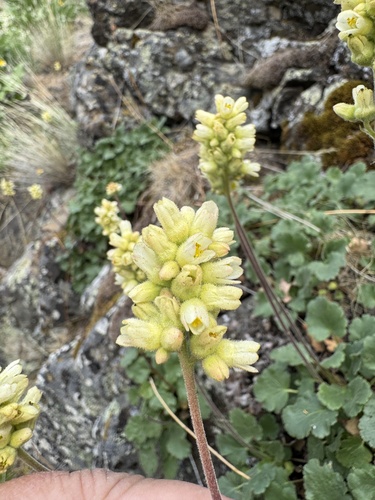 Heuchera cylindrica (Round-Leaf Alumroot) (alternate view 4)