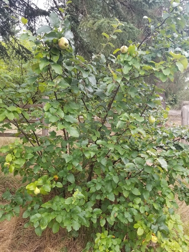Cydonia oblonga (Quince)