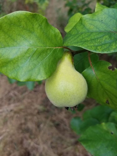 Cydonia oblonga (Quince) (alternate view 2)