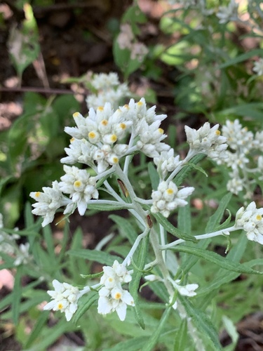 Pseudognaphalium obtusifolium (sweet everlasting) (alternate view 7)