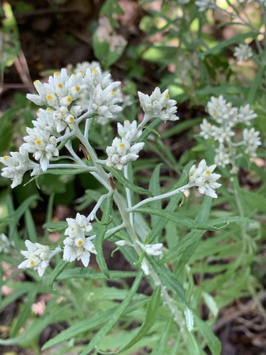 Pseudognaphalium obtusifolium (sweet everlasting) (alternate view 6)