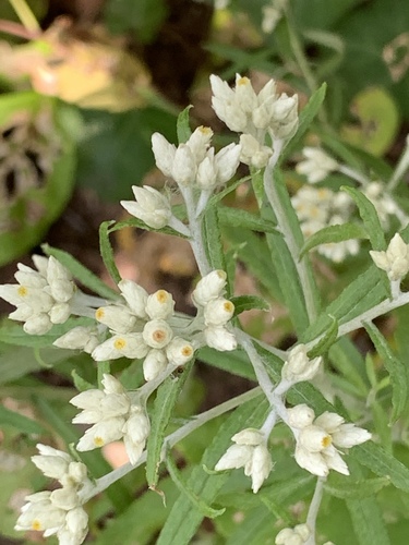 Pseudognaphalium obtusifolium (sweet everlasting) (alternate view 8)