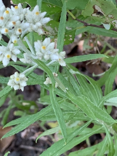 Pseudognaphalium obtusifolium (sweet everlasting) (alternate view 9)