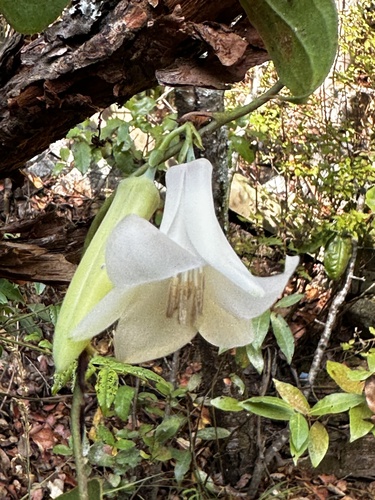 Lapageria rosea (alternate view 3)