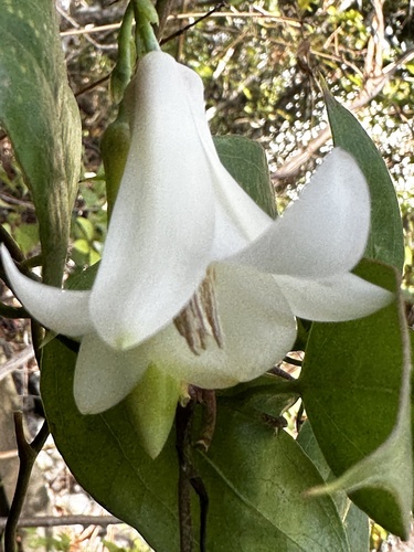 Lapageria rosea (alternate view 5)