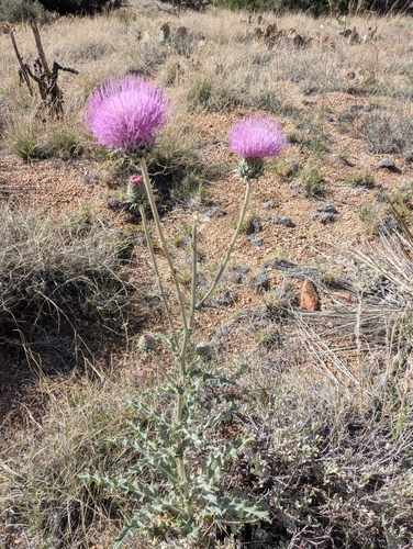 Cirsium neomexicanum (New Mexico thistle) (alternate view 10)