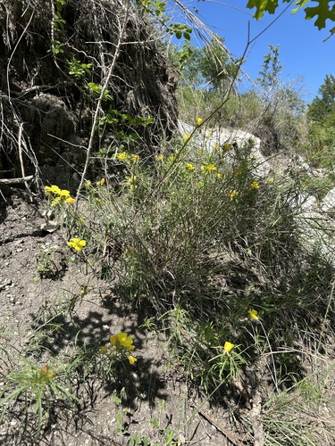 Oenothera capillifolia (Berlandier's sundrops) (alternate view 5)
