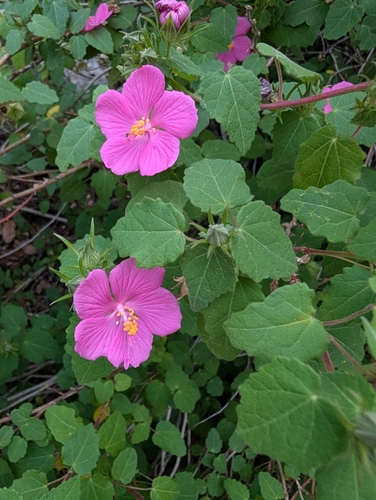 Pavonia lasiopetala (Rose pavonia)