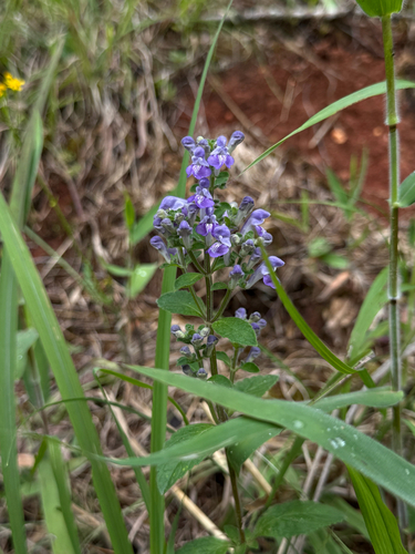 Scutellaria elliptica (Hairy Skullcap) (alternate view 3)