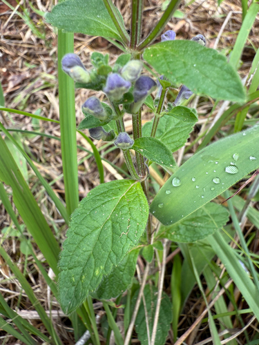 Scutellaria elliptica (Hairy Skullcap) (alternate view 2)