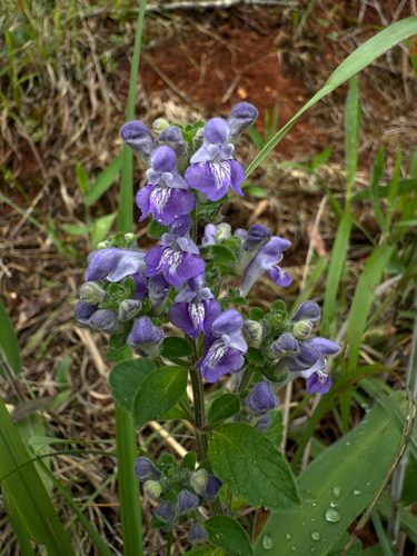 Scutellaria elliptica (Hairy Skullcap)