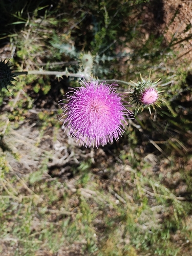 Cirsium neomexicanum (New Mexico thistle) (alternate view 7)