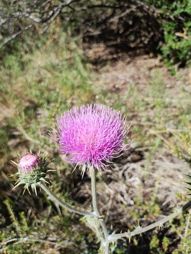 Cirsium neomexicanum (New Mexico thistle) (alternate view 8)