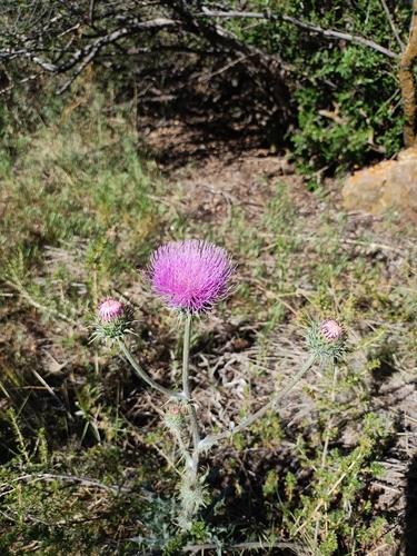 Cirsium neomexicanum (New Mexico thistle) (alternate view 9)