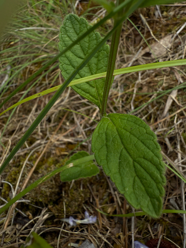 Scutellaria elliptica (Hairy Skullcap) (alternate view 4)
