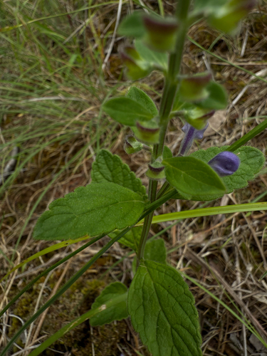 Scutellaria elliptica (Hairy Skullcap) (alternate view 5)