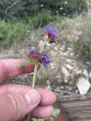 Salvia columbariae (Chia) (alternate view 8)