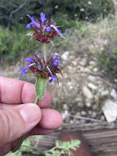 Salvia columbariae (Chia) (alternate view 9)