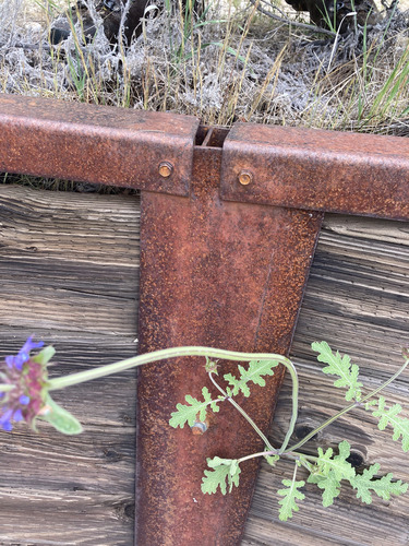 Salvia columbariae (Chia) (alternate view 7)