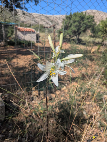 Lilium candidum (Madonna lily)