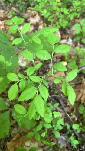 Vaccinium pallidum (Early Lowbush Blueberry) (alternate view 3)