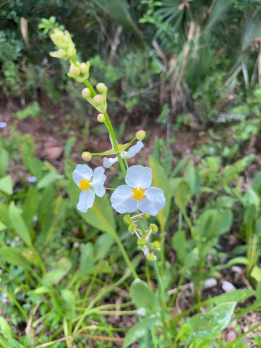 Sagittaria lancifolia (lanceleaf arrowhead) (alternate view 5)