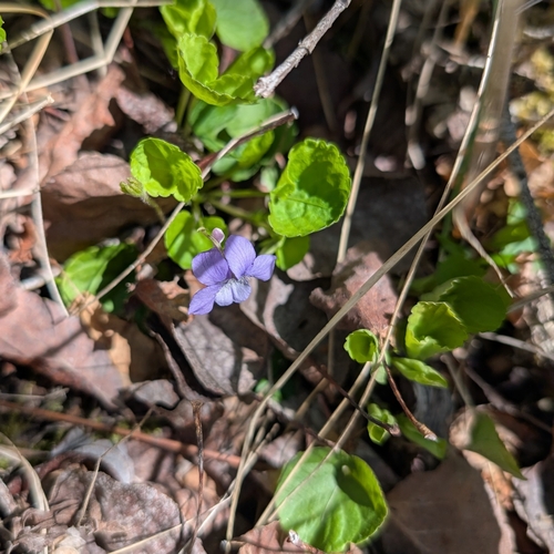 Viola labradorica (Labrador violet) (alternate view 6)