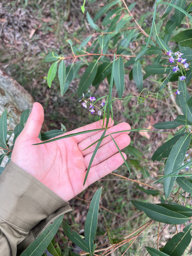 Glycine clandestina (Twining Glycine) (alternate view 8)